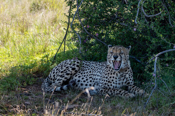 Cheetah under a tree in the shade yawning, teeth and tongue visible in Mountain Zebra national Park South Africa