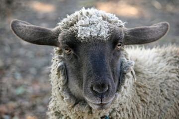 close up of a sheep