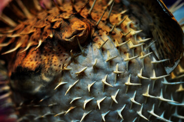 puffer fish