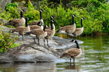 Canada Geese, Branta canadensis, Adirondack Forest Preserve, New York