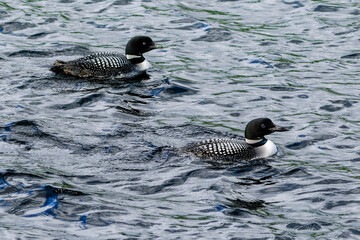 Common Loons, Gavia immer, Siamese Ponds, Adirondack Forest Preserve, New York USA