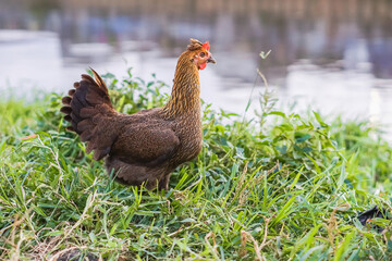 A beautiful hen stands majestically in the grass by the river