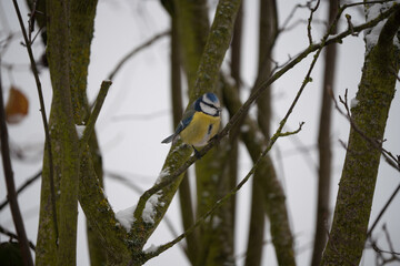 Blue tit on a branch