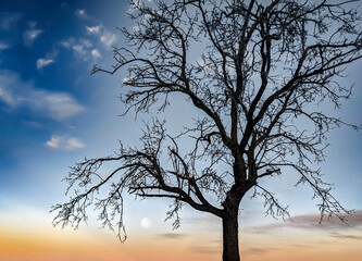 Almendro en invierno