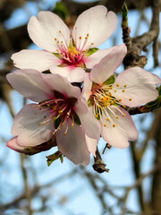 Fototapeta premium Flores de almendro en primavera