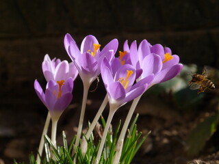 crocus  in spring with bee