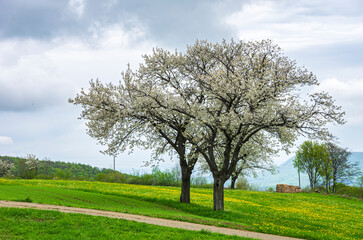 Fruit trees in full bloom in a rural setting in spring, plateau of the Swabian Alb near the municipality of Lenningen, Baden-Wurttemberg, Germany, Europe.
