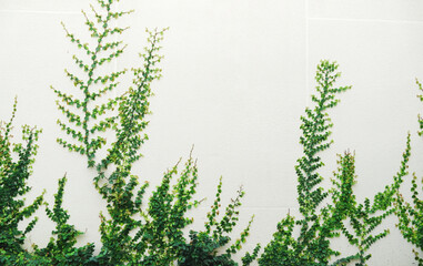 Green ivy plants and white wall background.