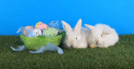 live white rabbits and colored easter eggs