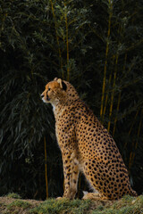 cheetahs, tier, katze, wild lebende tiere, wild, leopard