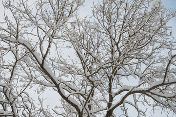 Fototapeta na wymiar Beauty winter landscape with fair trees under the snow.