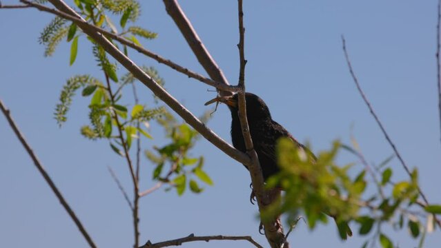European Starling With Dead Insect Sitting On Branch Against Clear Sky During Sunny Day - Arvada, Colorado