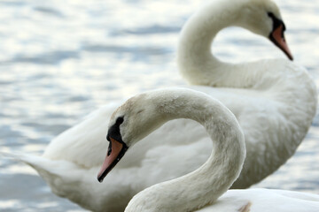 Fototapeta premium swans on the lake
