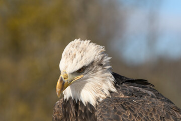 Bald Eagle close up
