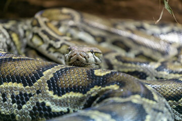 Serpiente en el zoológico 