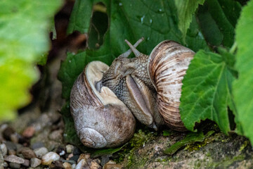Schnecken bei der Paarung