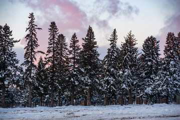 winter landscape with trees in sunset