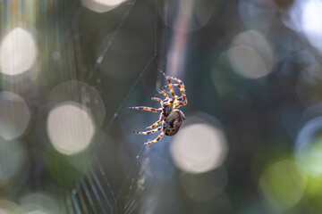 Araña sobre una tela de araña