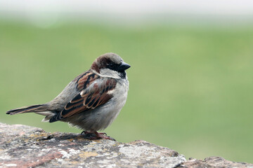 sparrow on a branch
