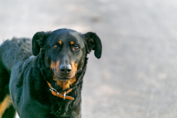 Perro de colos negro y morro marrón