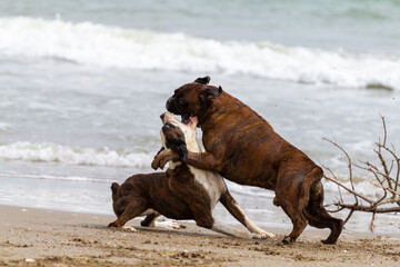 Perros jugando, peleándoselos en la playa