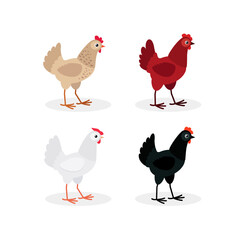 Colorful hens set. Vector illustration isolated on white background