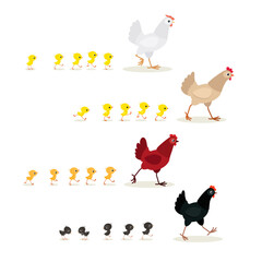 Colorful walking hens with chicks set. Vector illustration isolated on white background