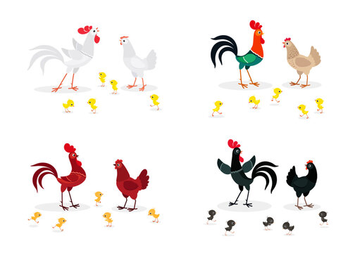 Colorful cartoon chicken families set. Vector illustration