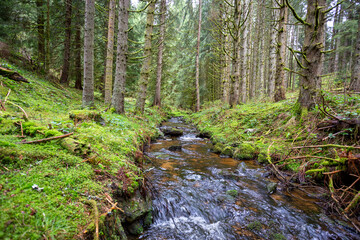 Rio en un bosque verde 