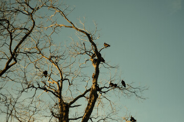 vultures in a tree at sunset golden hour