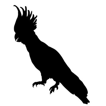 recommend clip art: Parrot silhouette isolated - vector illustration