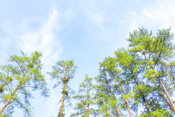 green leaves against blue sky