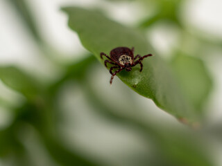 Infectious parasitic insect Dermacentor Dog Tick Arachnid on a green plant leaf. Insect.