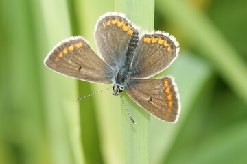 Obraz premium Closeup of brown hairstreak argus butterfly, Aricia agestis, with open wings on grass