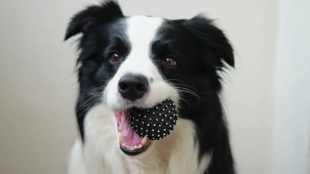 Pet activity. Funny puppy dog border collie holding toy ball in mouth on white background. Purebred pet dog wants to playing with owner. Love for pets friendship companion concept