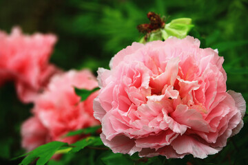 blooming pink Peony flowers,close-up of colorful Peony flowers blooming in the garden 
