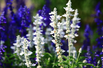 blooming Mealy Sage flowers,close-up of beautiful white and blue Sage flowers blooming in the garden at a sunny day 
