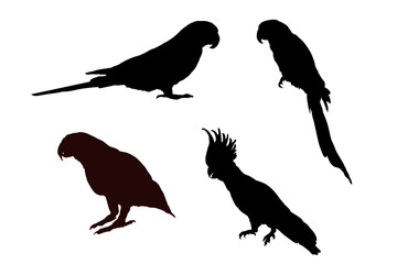 Set of  parrot silhouette isolated - vector illustration