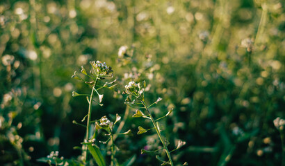 shepherd's purse flowering weed