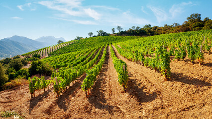 Mountain landscape with the cultivation of vineyards for the production of wine, Sardinia, Italy....