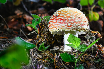 mushrooms in the woods of Austria