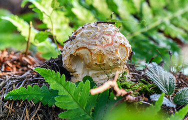 mushrooms in the woods of Austria