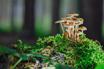 mushrooms in the woods of Austria © Herbert