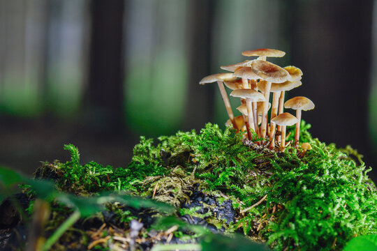 mushrooms in the woods of Austria