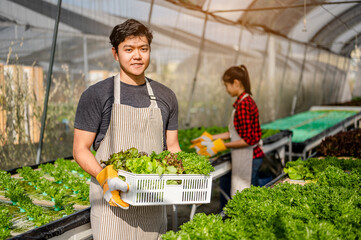 Portrait of Smile gardener harvesting lettuce at vegetable growing house in morning.Growing turnips...