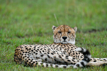 cheetah  in the vast wilderness of Africa © Herbert