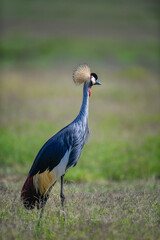 crowns crane in the savanah of Africa