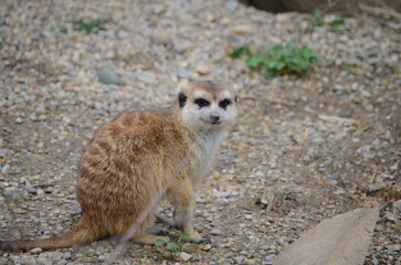 Fototapeta premium meerkat on the lookout