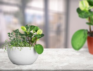 Fresh green house plant on the desk