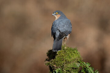 Sparrowhawk (Accipiter nisus) in a forest clearing  - 576413057